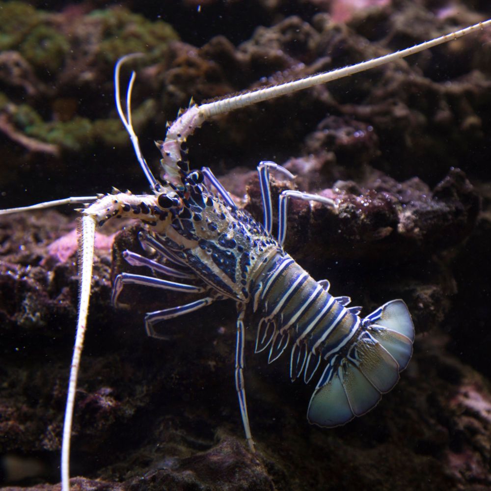 Palinurus sp. Langosta Azul