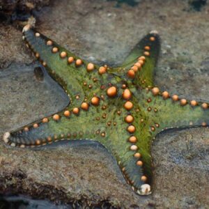 Pentaceraster sp.