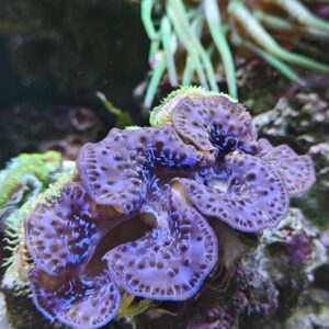Tridacna Maxima Violeta