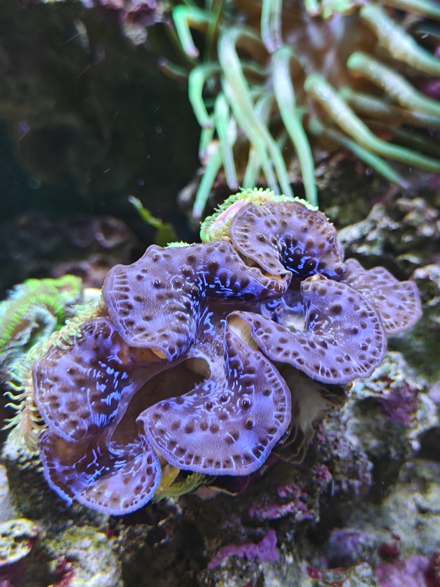 Tridacna Maxima Violeta