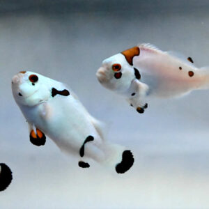 Amphiprion Ocellaris Platinum Storm