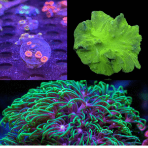 Tus Primeros Tres Corales