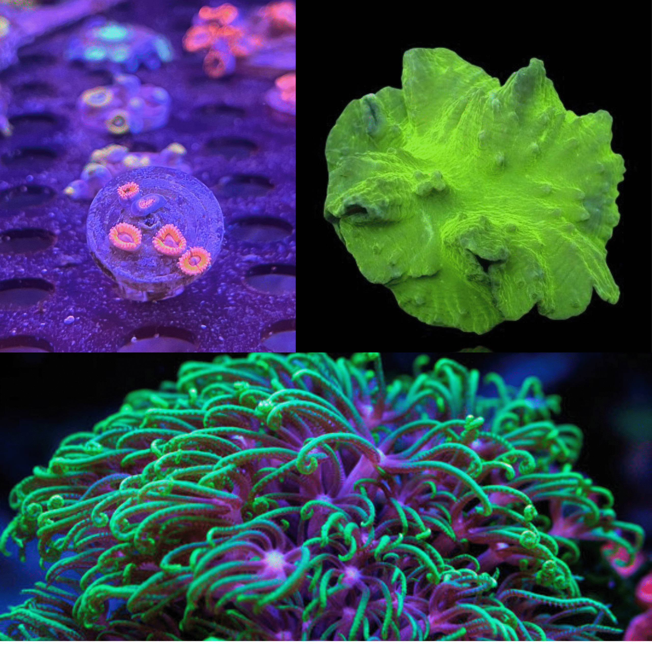 Tus Primeros Tres Corales