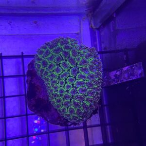 Galaxea Fascicularis