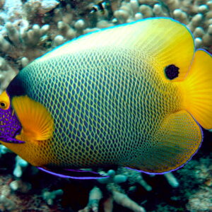 Pomacanthus Xanthometopon