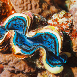 Tridacna Maxima Azul
