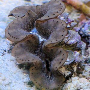 Tridacna Maxima Marrón