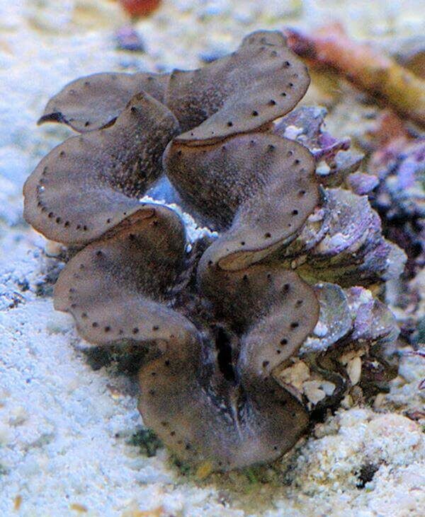 Tridacna Maxima Marrón