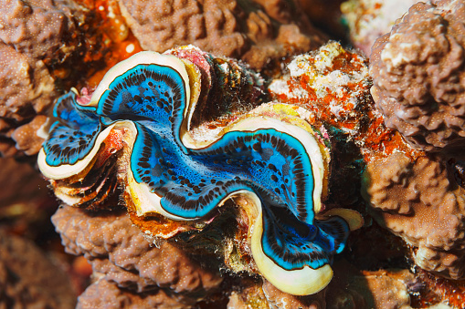 Tridacna Maxima Azul