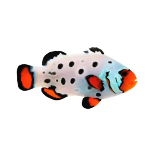 Amphiprion Ocellaris Frostbite