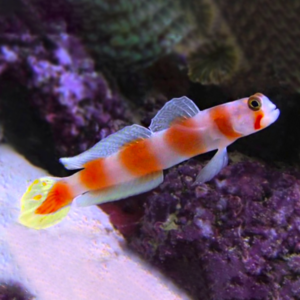 Amblygobius Aurora