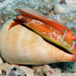 Conomurex Luhuanus Caracol