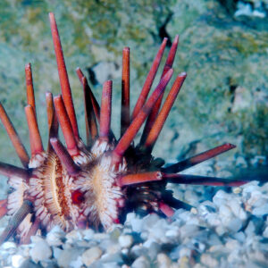 Eucidaris Tribuloides