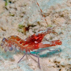 Red Pistol Shrimp (Alpheus sp.)