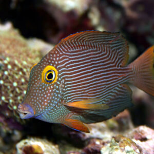 Ctenochaetus Strigosus