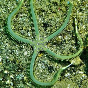 Ophiarachna Incrassata