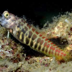 Salarias Segmentatus