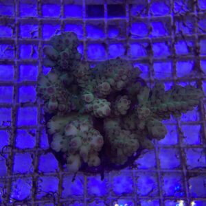Acropora Loripes Green