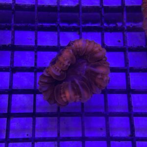 Cynarina Lacrymalis Red Grade A