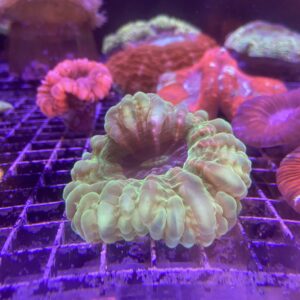 Cynarina Lacrymalis Green Grade A