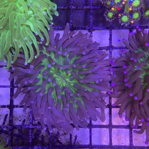 Heliofungia Actiniformis Long Tentacle Plate Green (S)