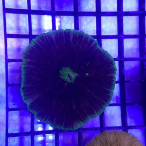 Fungia spp. Rough Mosaic Green Neon