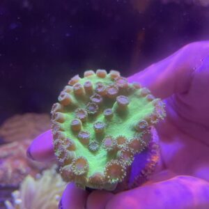 Turbinaria Perltata Verde Neon