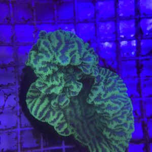 Merulina Coral M Green