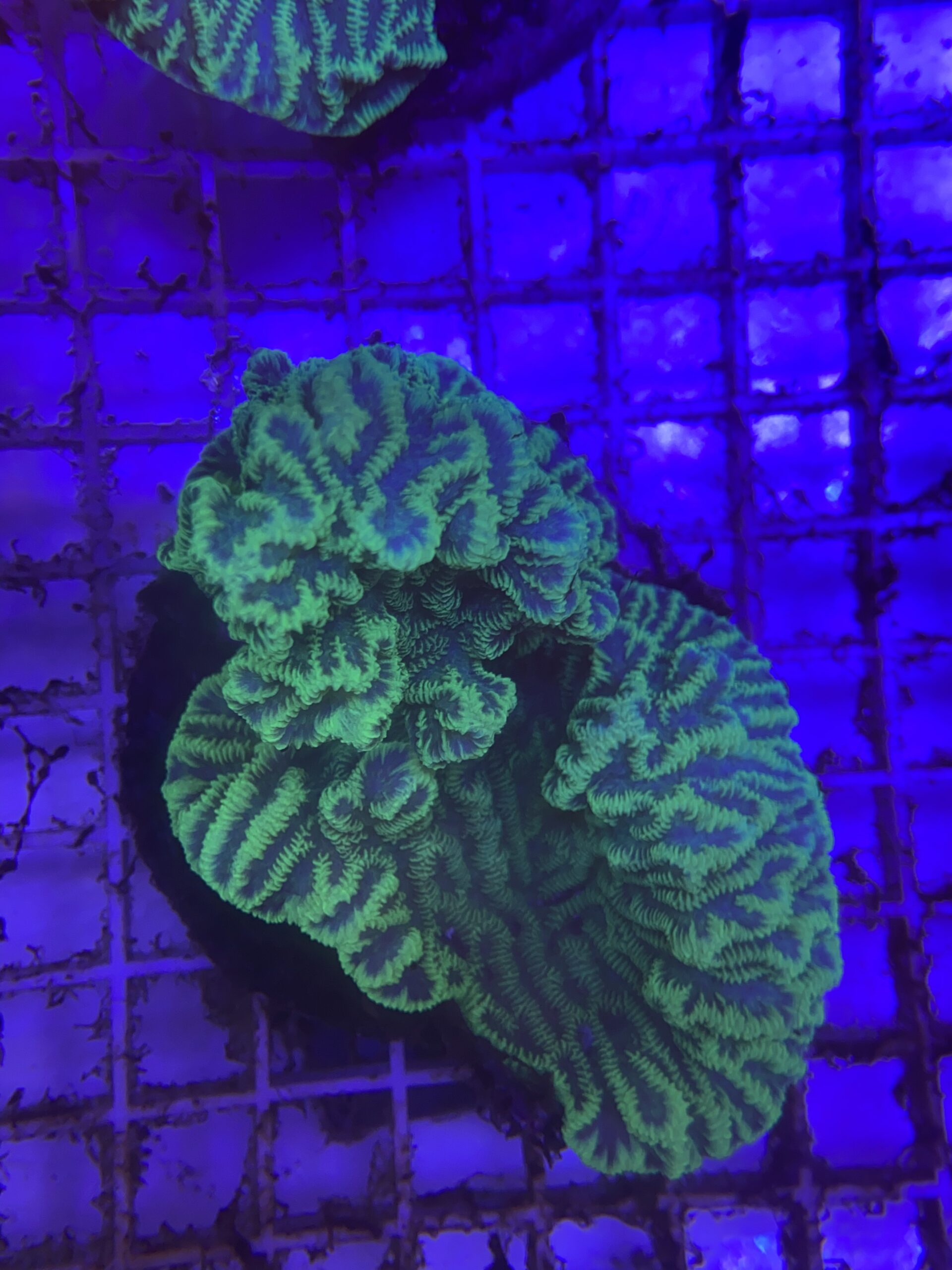 Merulina Coral M Green