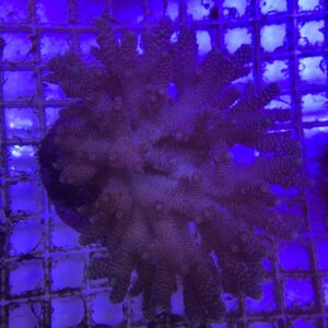 Acropora Millepora Red