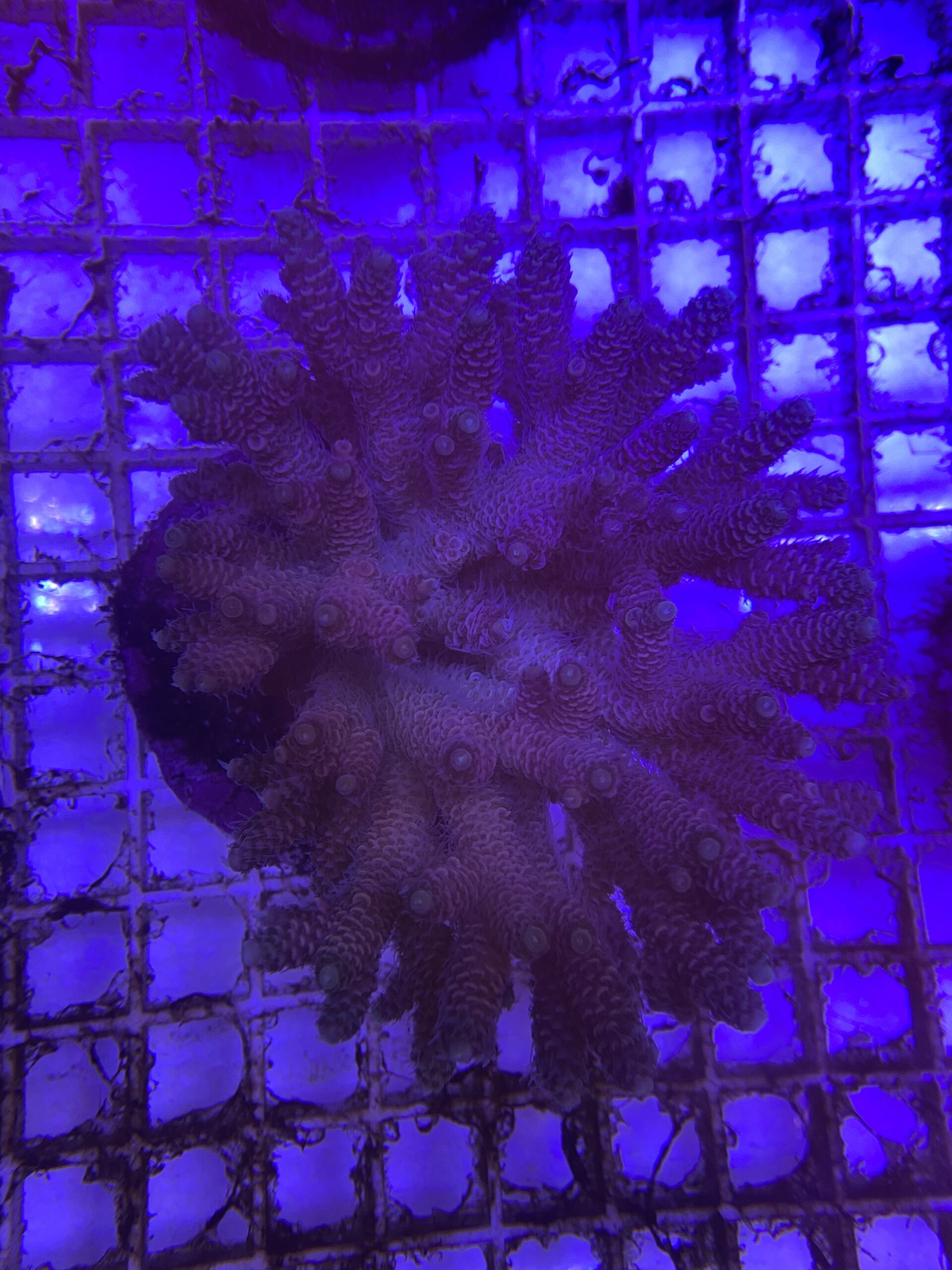 Acropora Millepora Red