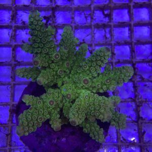 Acropora Florida Yellow M