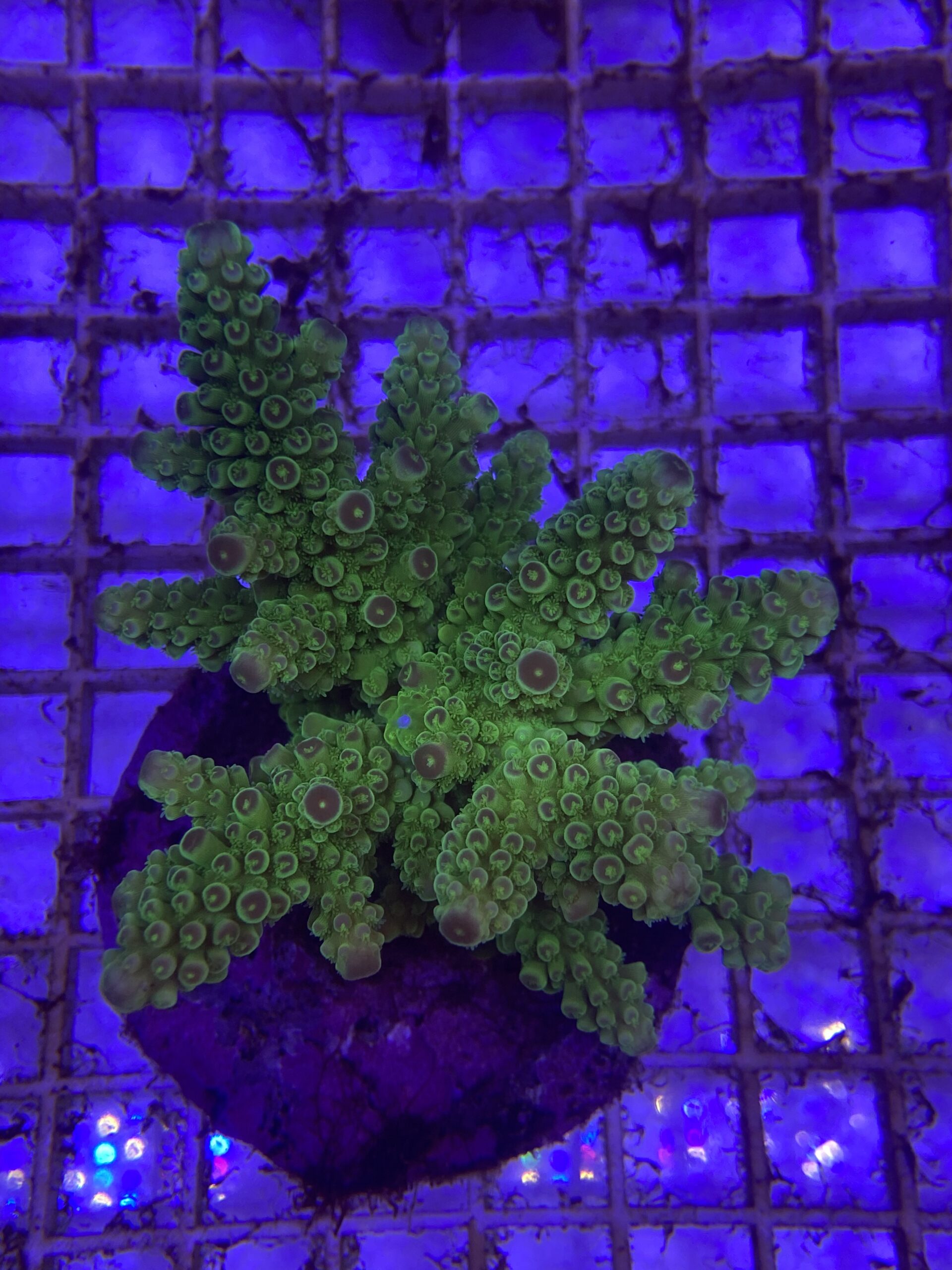 Acropora Florida Yellow M