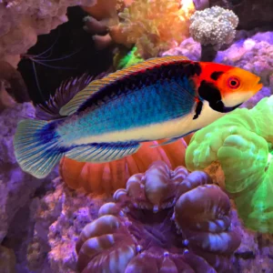 Cirrhilabrus Solorensis