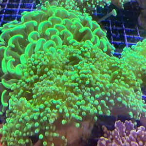 Ephyllia Divisa Green Neon