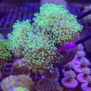 Euphyllia yaeyamanensis Branch Frogspawn Green Neon