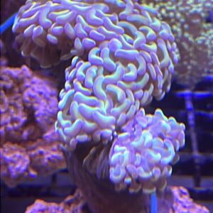 Euphyllia ancora Wall Hammer Rainbow Holograph