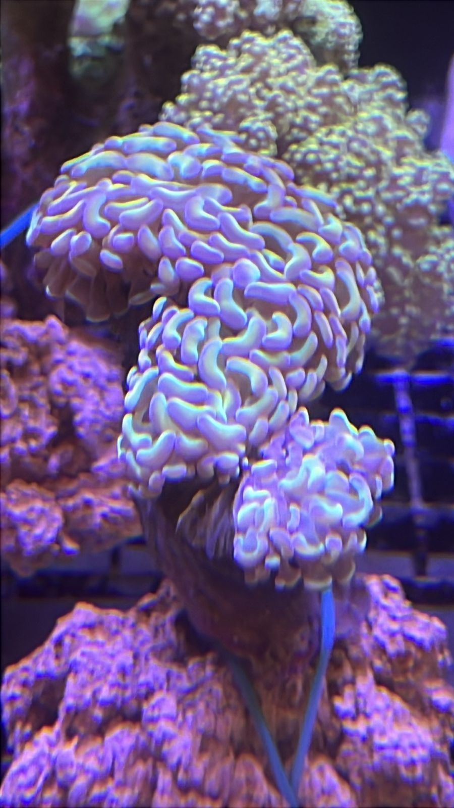 Euphyllia ancora Wall Hammer Rainbow Holograph