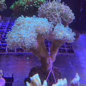 Euphyllia paradivisa Frogspawn Branch Green Neon