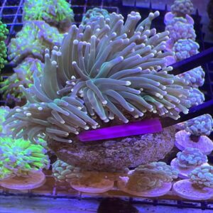 Euphyllia glabrescens Torch Orange Pink Tips