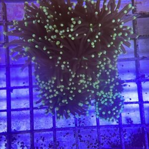 Euphyllia glabrescens Torch Black Tips