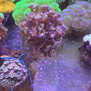 Goniopora Flowerpot Branching with Orange