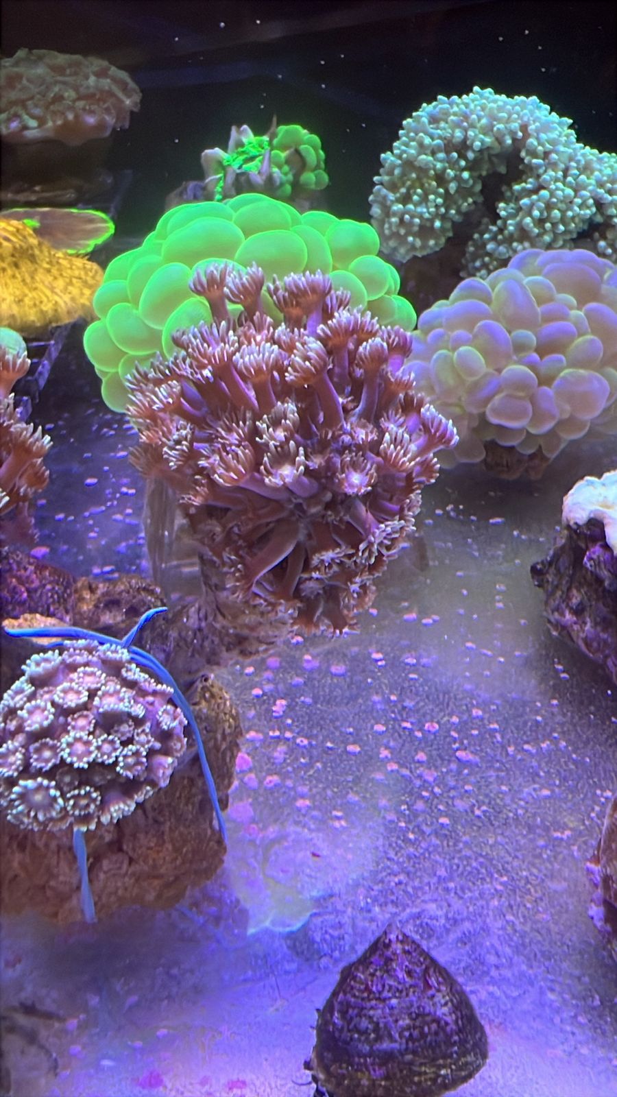 Goniopora Flowerpot Branching with Orange