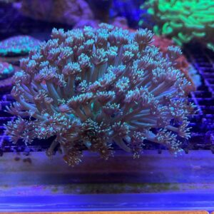 Goniopora Flowerpot Blue/purple "MKASSAR" neon