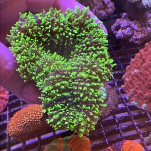 Lobophyllia Brain Lobo Carpet Green Grade A