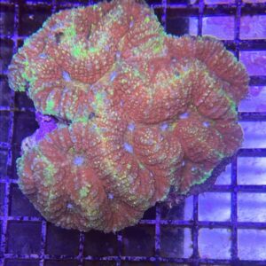 Symphyllia Closed Brain Bicolor Grade A