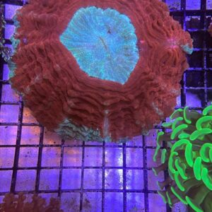 Acanthophyllia Deshayesiana Donut Red Grade A