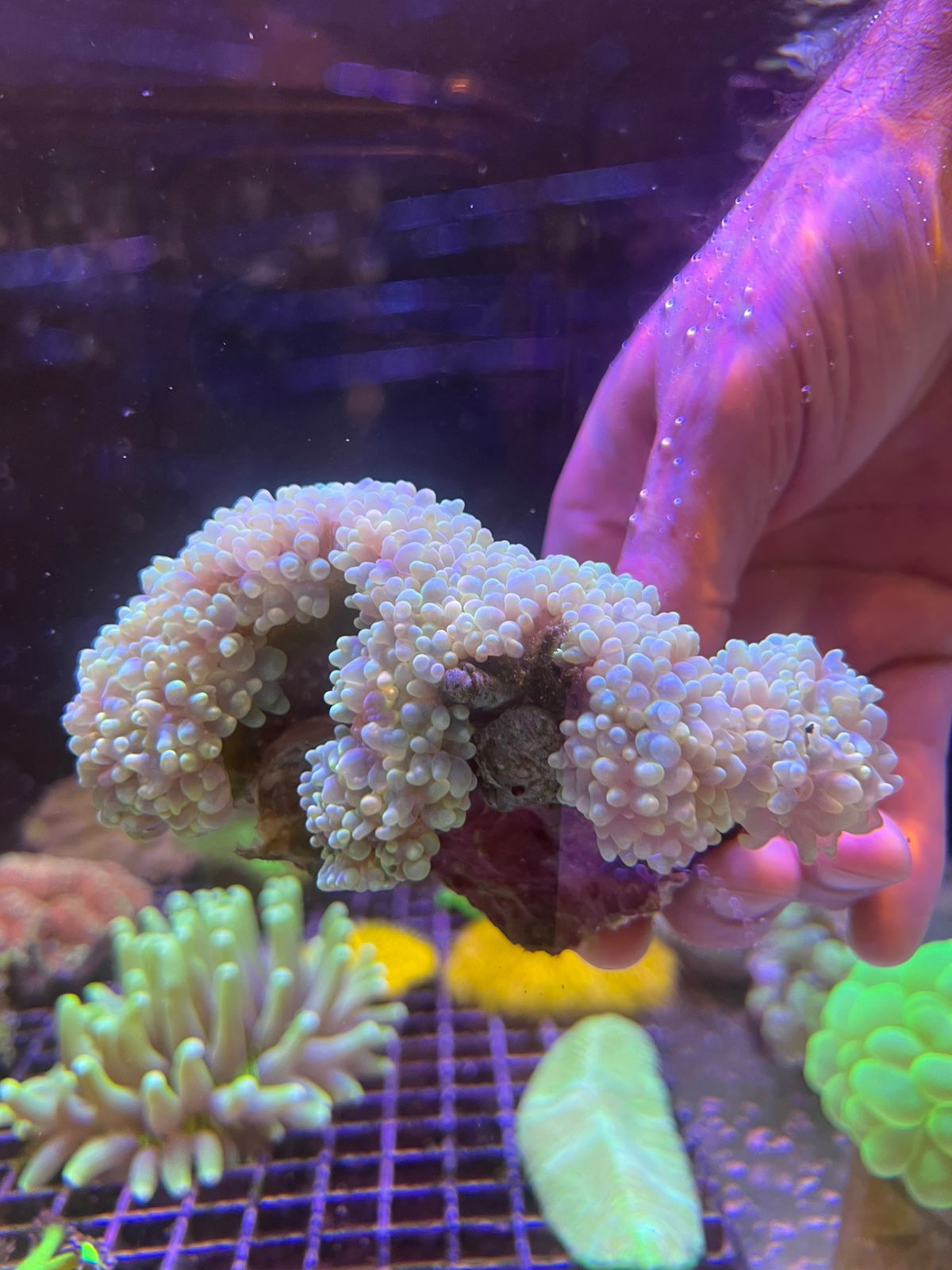 Physogyra Lichtensteini Pearl All Color Grado A