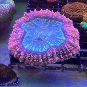 Lobophyllia Brain Lobo Carpet Pink Grade A