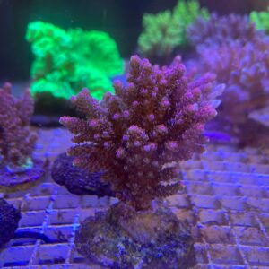 Acropora “Jello Shot”